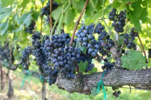 Degustação de uvas na feira do RS com diversas variedades