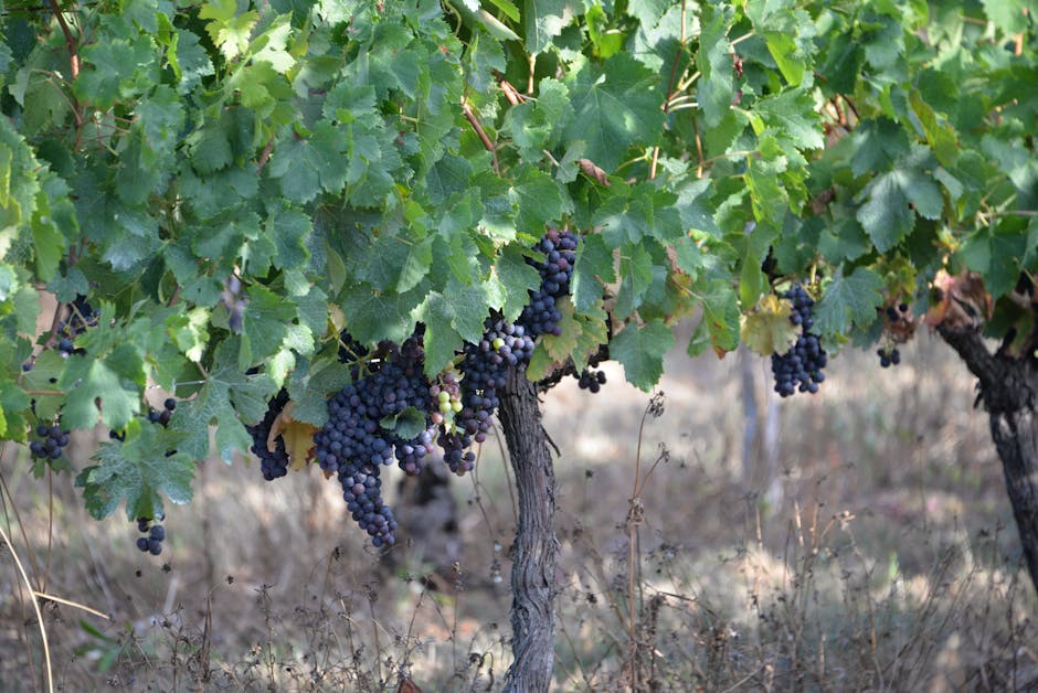vinho brasileiro destaque Casa Tés Grama Branco 2024