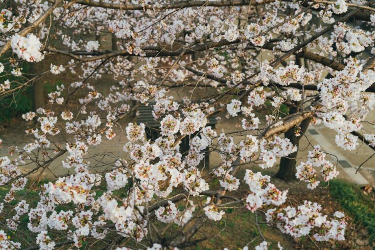 Festival das cerejeiras em flor em Fujiyoshida com vista para o monte Fuji