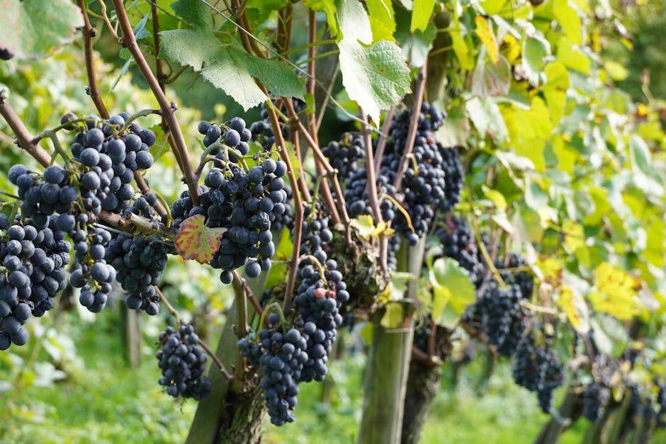 Proteção ao vinho brasileiro com salvaguardas no acordo UE-Mercosul