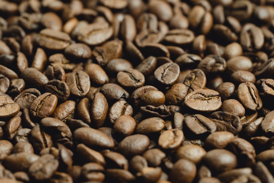 café robusta amazônico