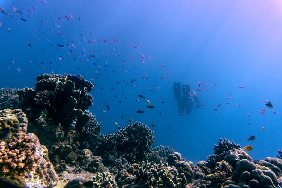 Peixe das cavernas, tetra-cego, em Balneário Camboriú