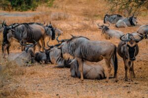Reservas privadas Pantanal