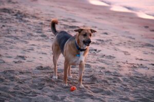 Cães nas praias de Florianópolis