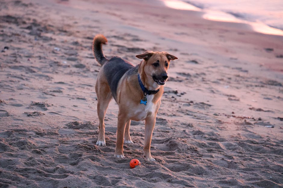 Cães nas praias de Florianópolis