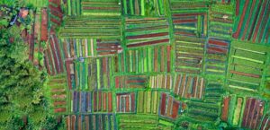 Fazenda bilionária Piauí