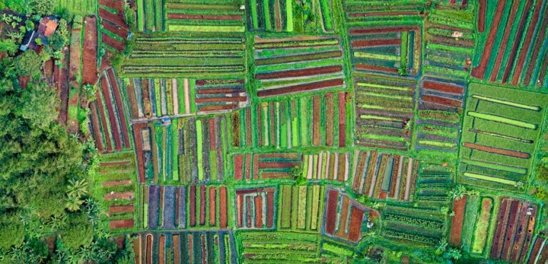 Fazenda bilionária Piauí