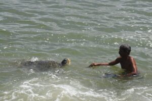 Tartaruga-marinha encontrada morta