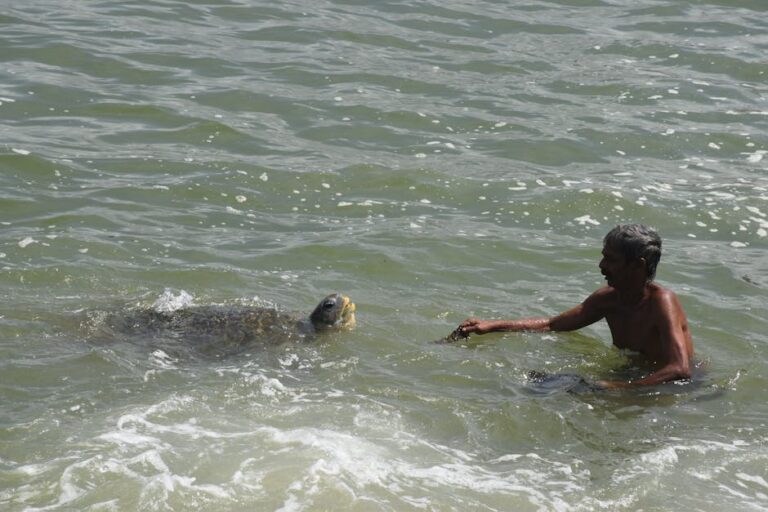 Tartaruga-marinha encontrada morta