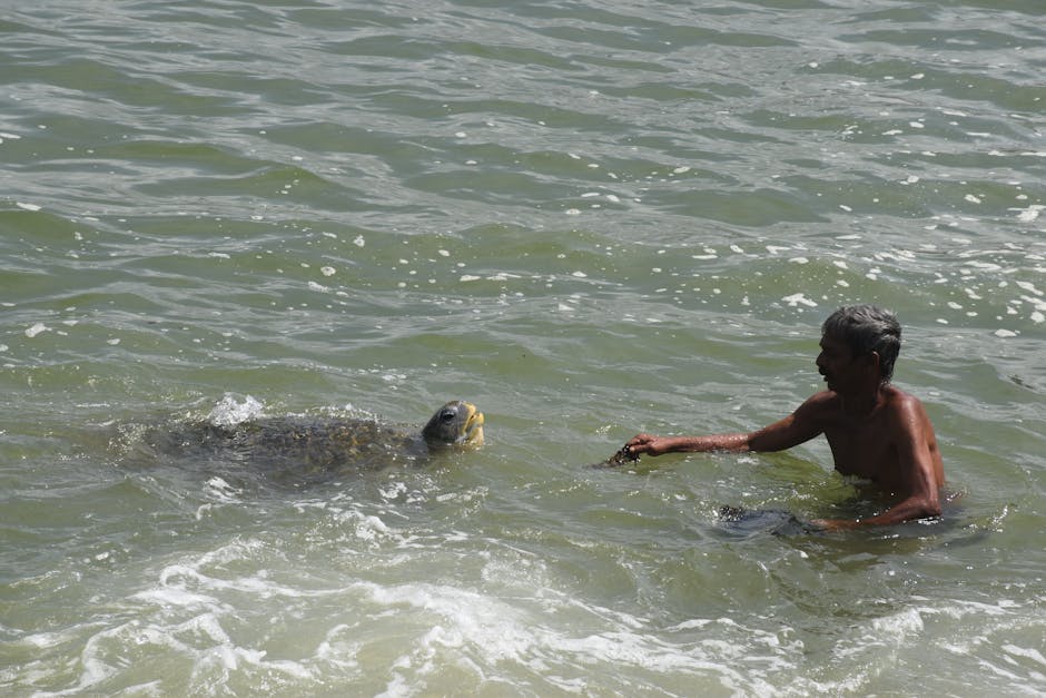 Tartaruga-marinha encontrada morta