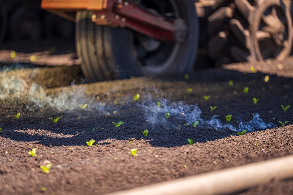 Areia e casca de arroz para pepino