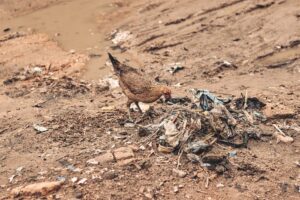 impacto do lixo em animais do Rio Pinheiros
