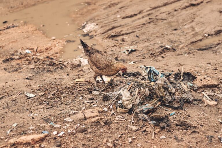 impacto do lixo em animais do Rio Pinheiros