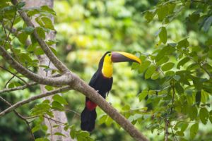 Tracajás na natureza sendo soltos no Lago Babaçu