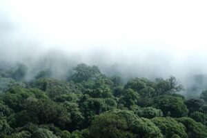 Amazônia Que Eu Quero evento sobre democracia e tecnologia