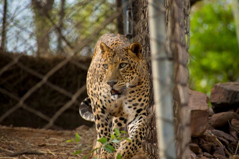 Onças-pintadas Pantanal
