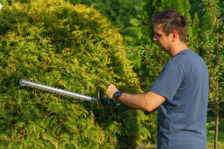 Podar plantas em março