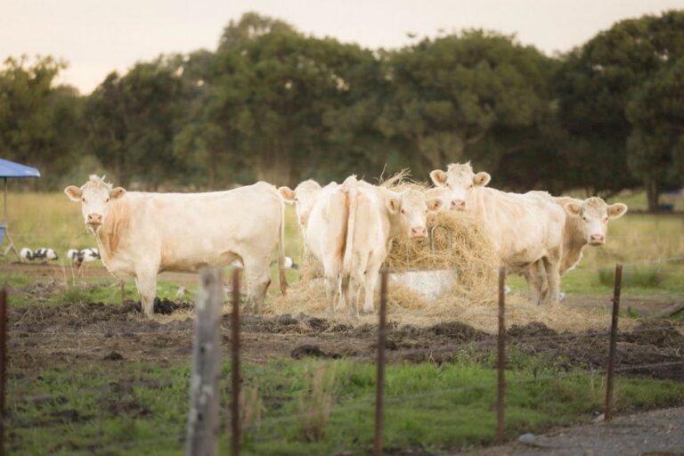 Alexandre Pires fazenda