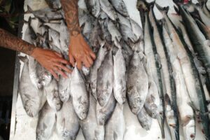 preço do peixe João Pessoa