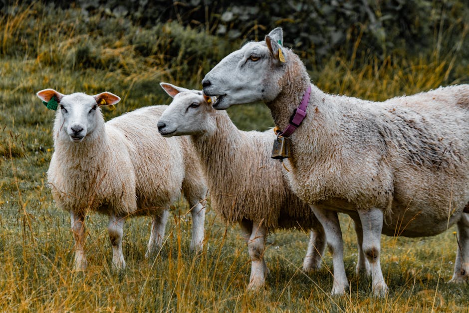 Ataques a ovelhas e cabras em Bacabal