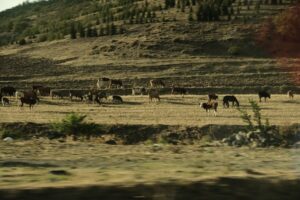 abate de bovinos Brasil