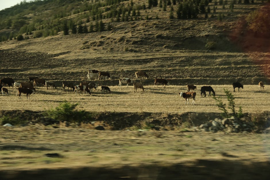 abate de bovinos Brasil