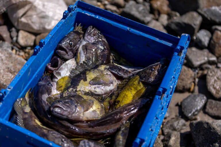 Despesca tradição gaúcha