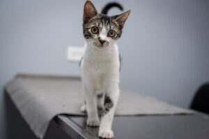 Cachorro e gato de corretora gaúcha