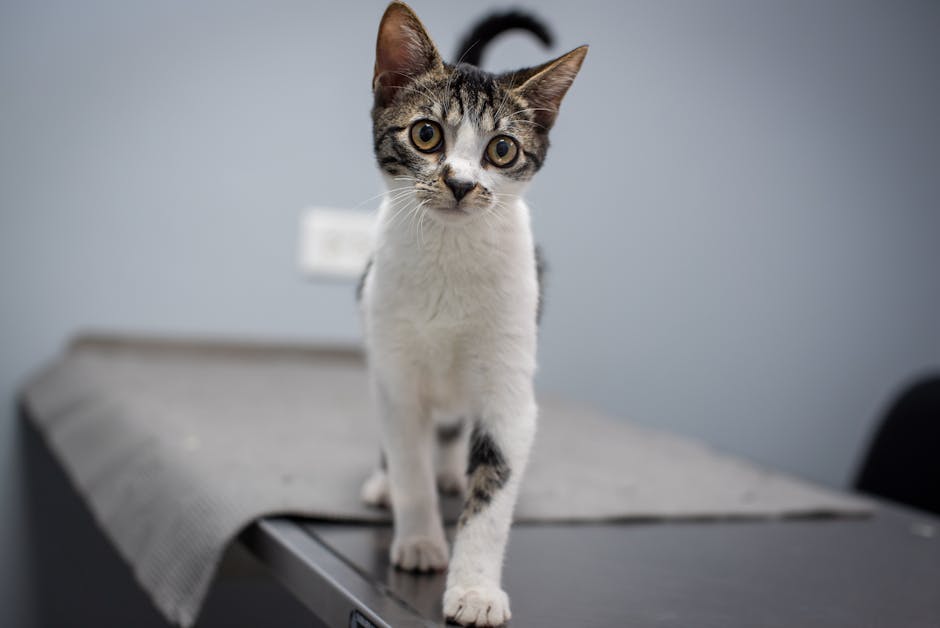 Cachorro e gato de corretora gaúcha