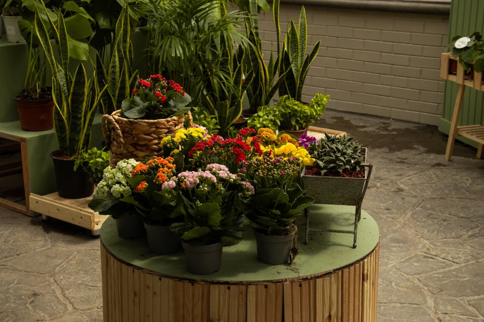 Estufa modular amarela sobre rodas em Braga