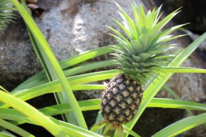 Abacaxi frutas fundidas