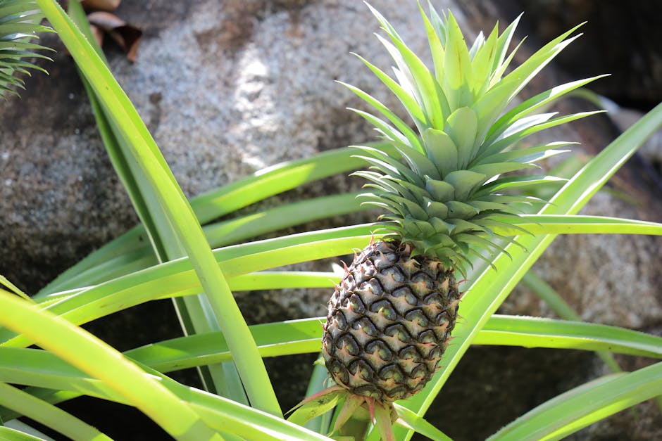 Abacaxi frutas fundidas