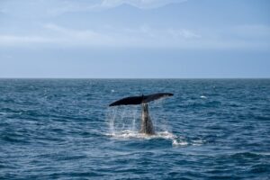 Filhote de baleia-jubarte encontrado morto