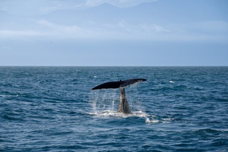 Filhote de baleia-jubarte encontrado morto