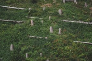 Desmatamento no Amazonas