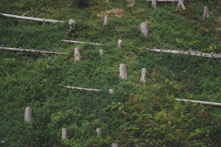 Desmatamento no Amazonas