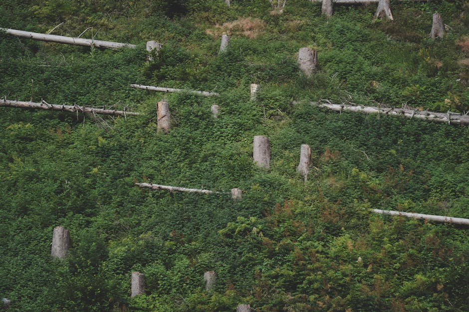 Desmatamento no Amazonas