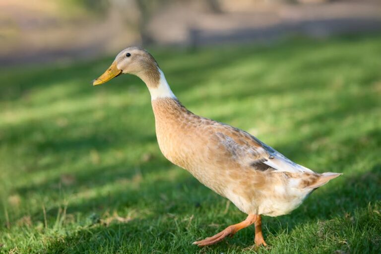 Ana Castela vai embora da fazenda Talismã