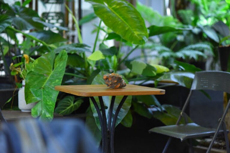 Eucalipto arco-íris com troncos multicoloridos