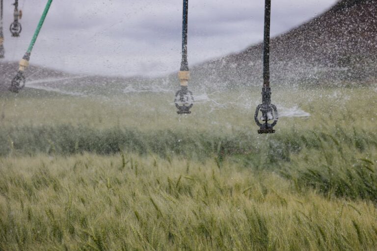 fertilizantes Brasil Irã