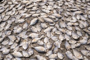 peixe gratuito Manaus