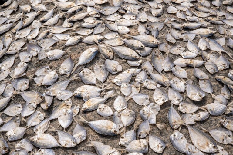 peixe gratuito Manaus