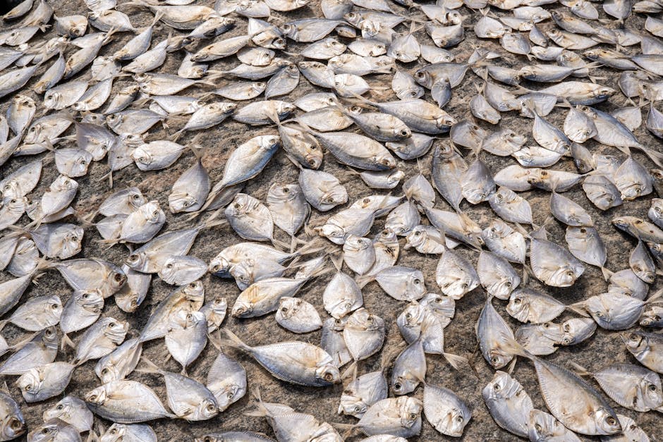 peixe gratuito Manaus