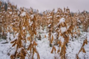 Cargas de soja para exportação