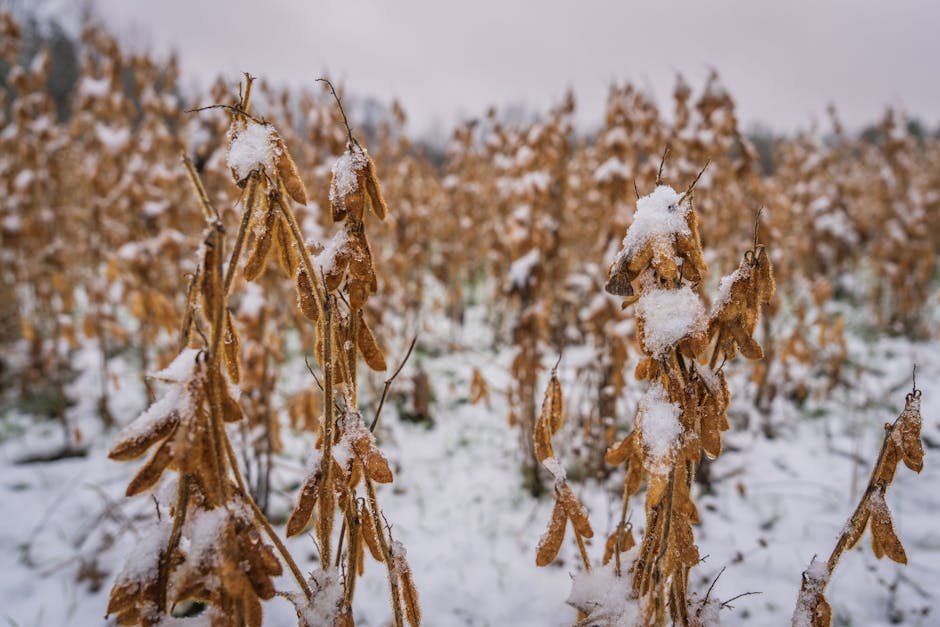 Cargas de soja para exportação