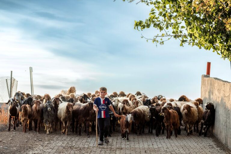 Arena Planeta Boi em Manaus