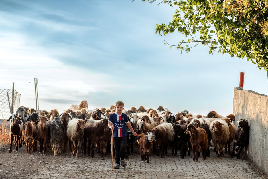 Arena Planeta Boi em Manaus