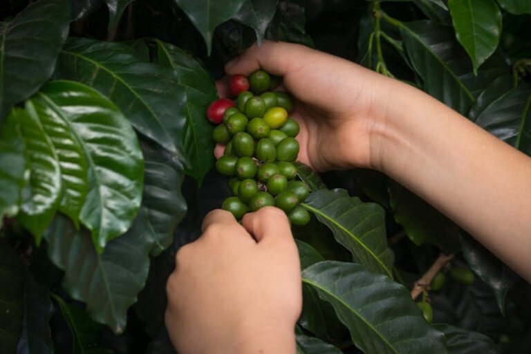 Café brasileiro qualidade