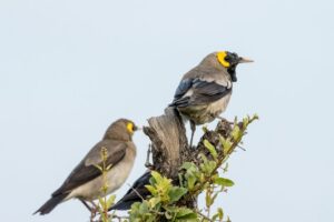 trilha ecológica observação aves