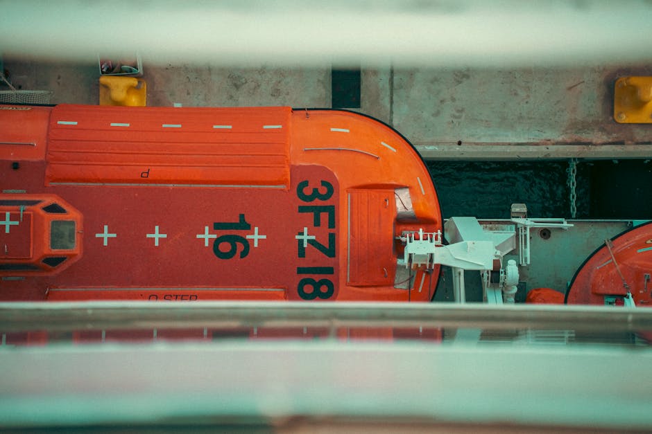 Tartarugas atropeladas por embarcações em recuperação